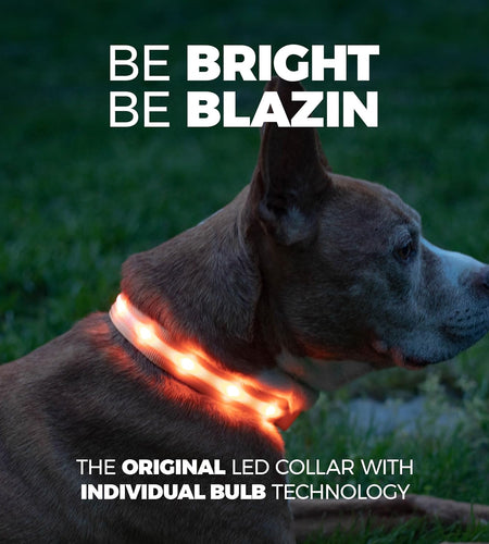 ' Safety LED Dog Collar – USB Rechargeable with Water Resistant Flashing Light – Xsmall Orange
