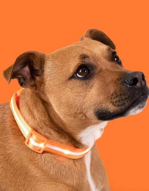 Load image into Gallery viewer, &#39; Safety LED Dog Collar – USB Rechargeable with Water Resistant Flashing Light – Xsmall Orange
