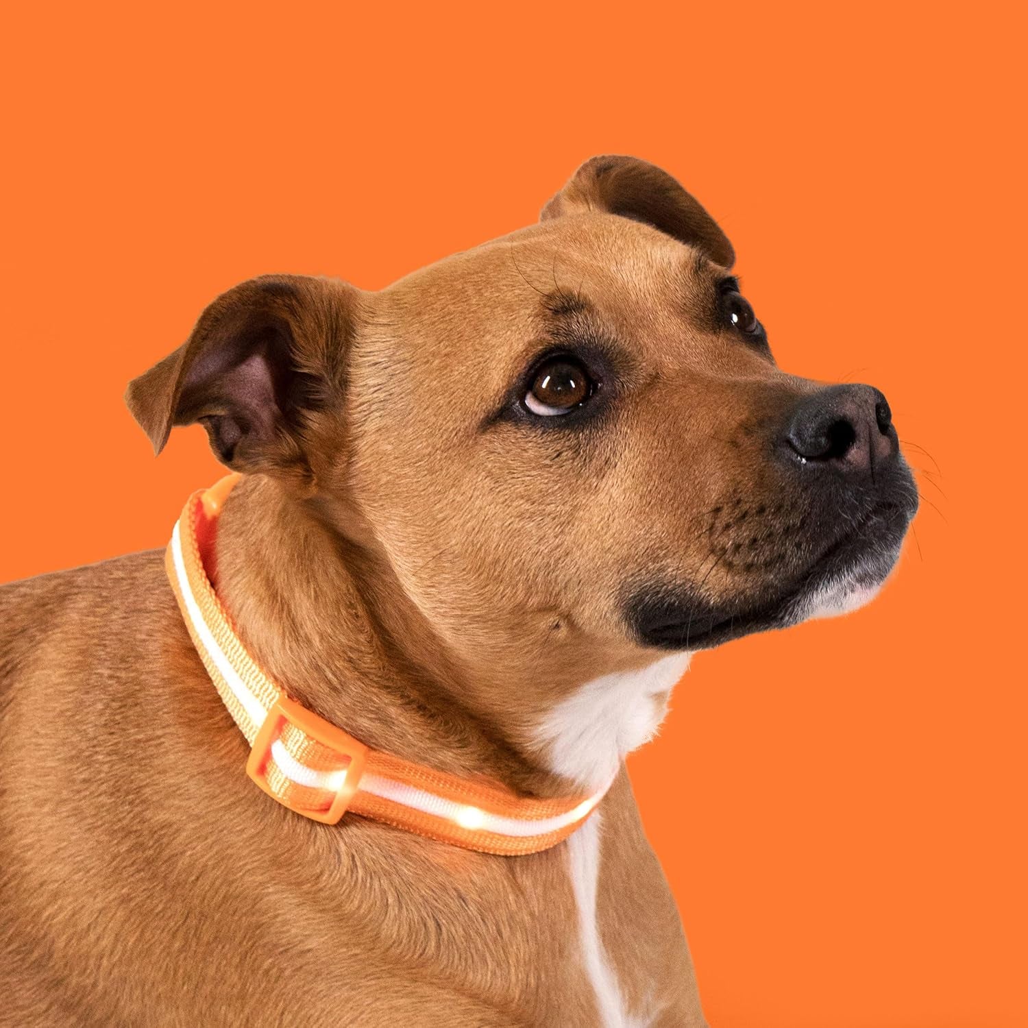 ' Safety LED Dog Collar – USB Rechargeable with Water Resistant Flashing Light – Xsmall Orange